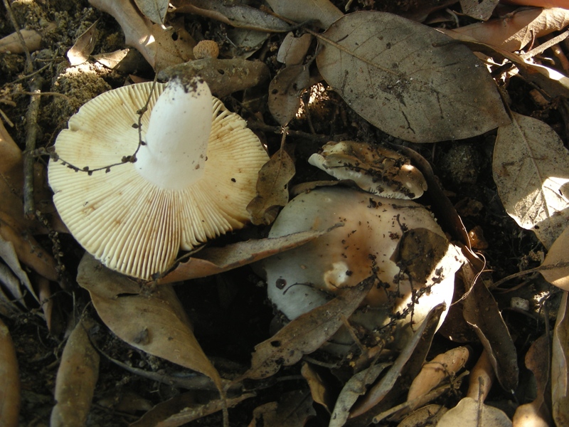 Russula ochrospora